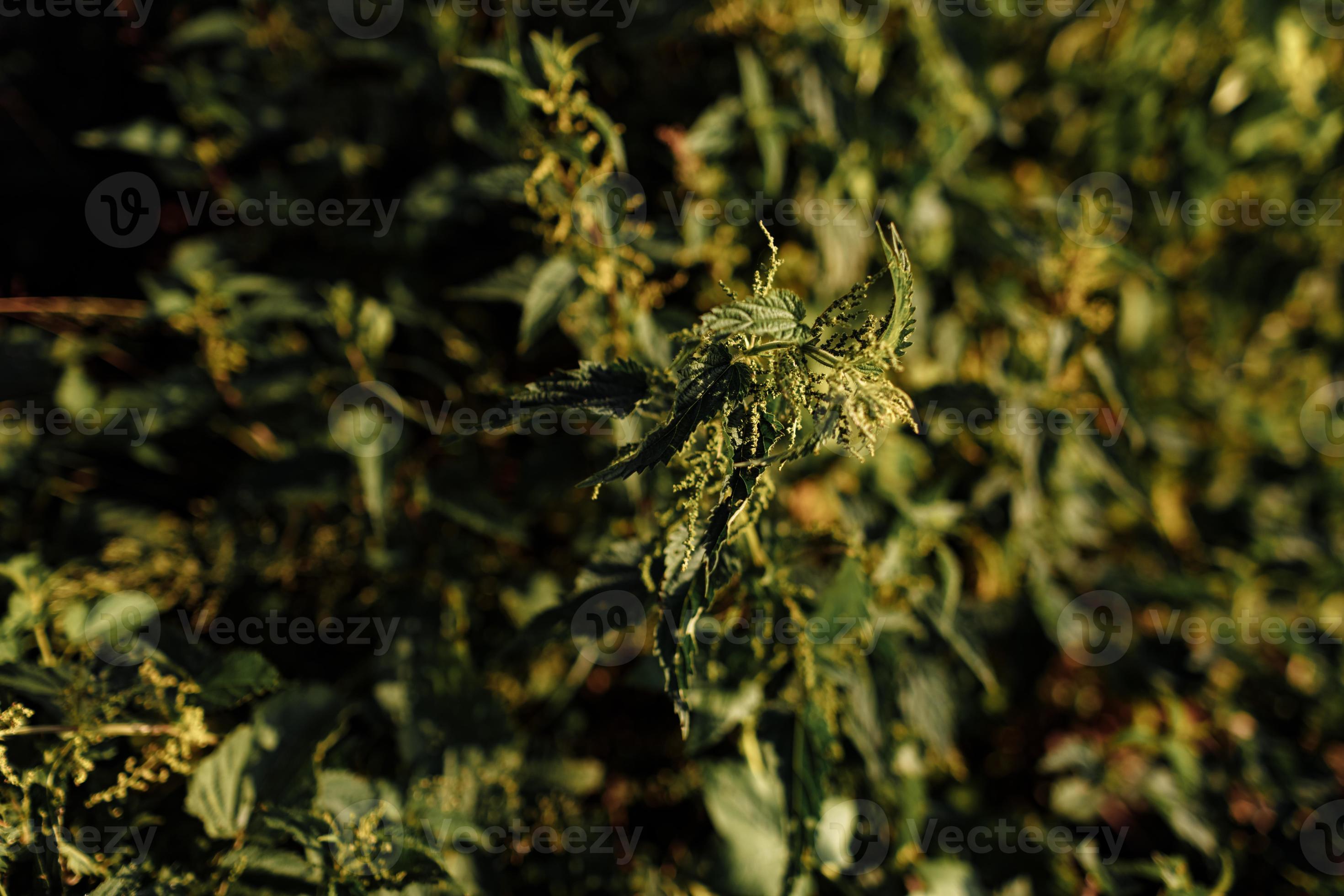 cespuglio di ortica comune all'aperto. ortica dioica. pianta di ortica. concetto di erboristeria. sfondo verde fogliame. motivo a foglie. foto