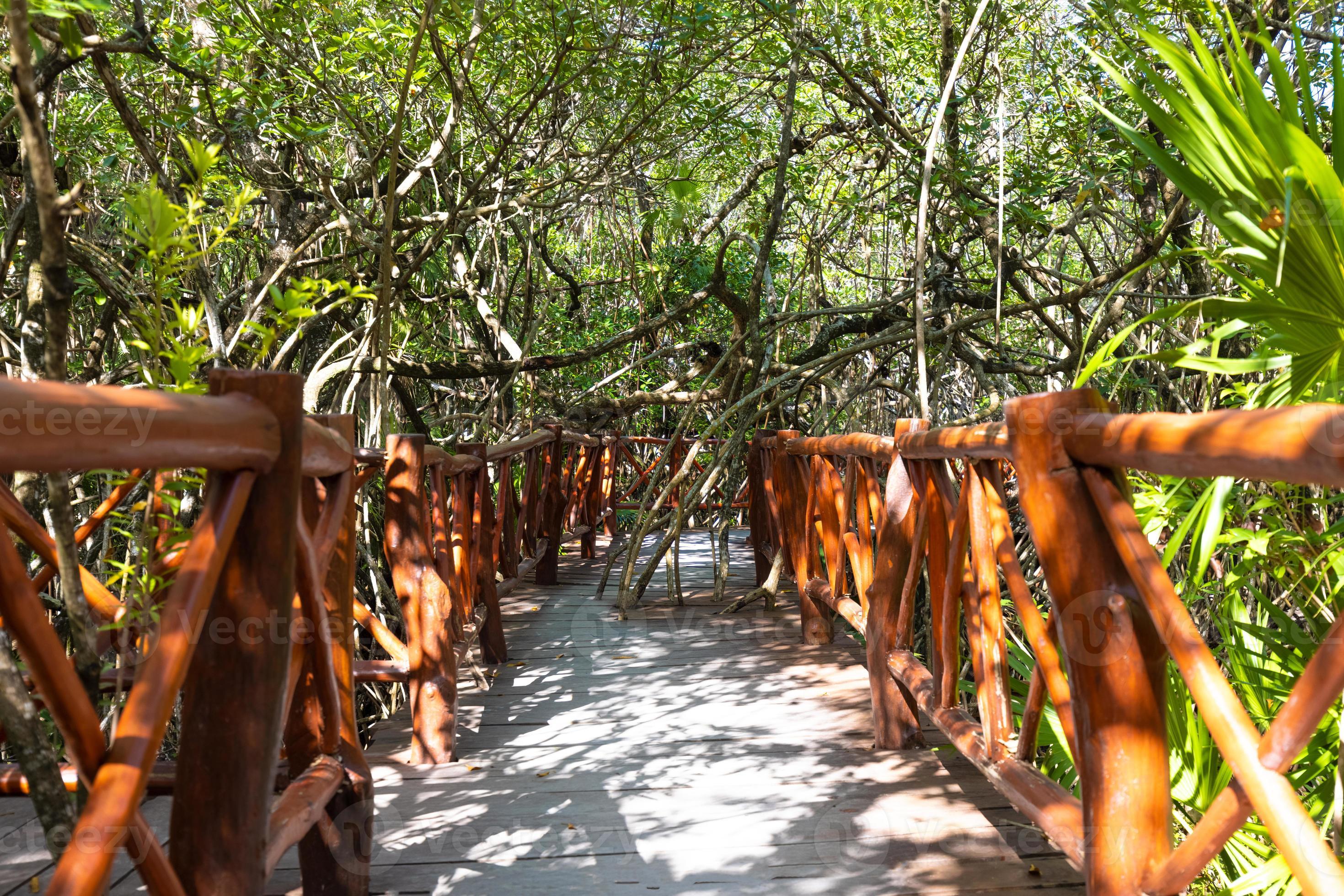 destinazione turistica del messico, grotte e piscine di cenote casa tortuga vicino a tulum e playa del carmen foto