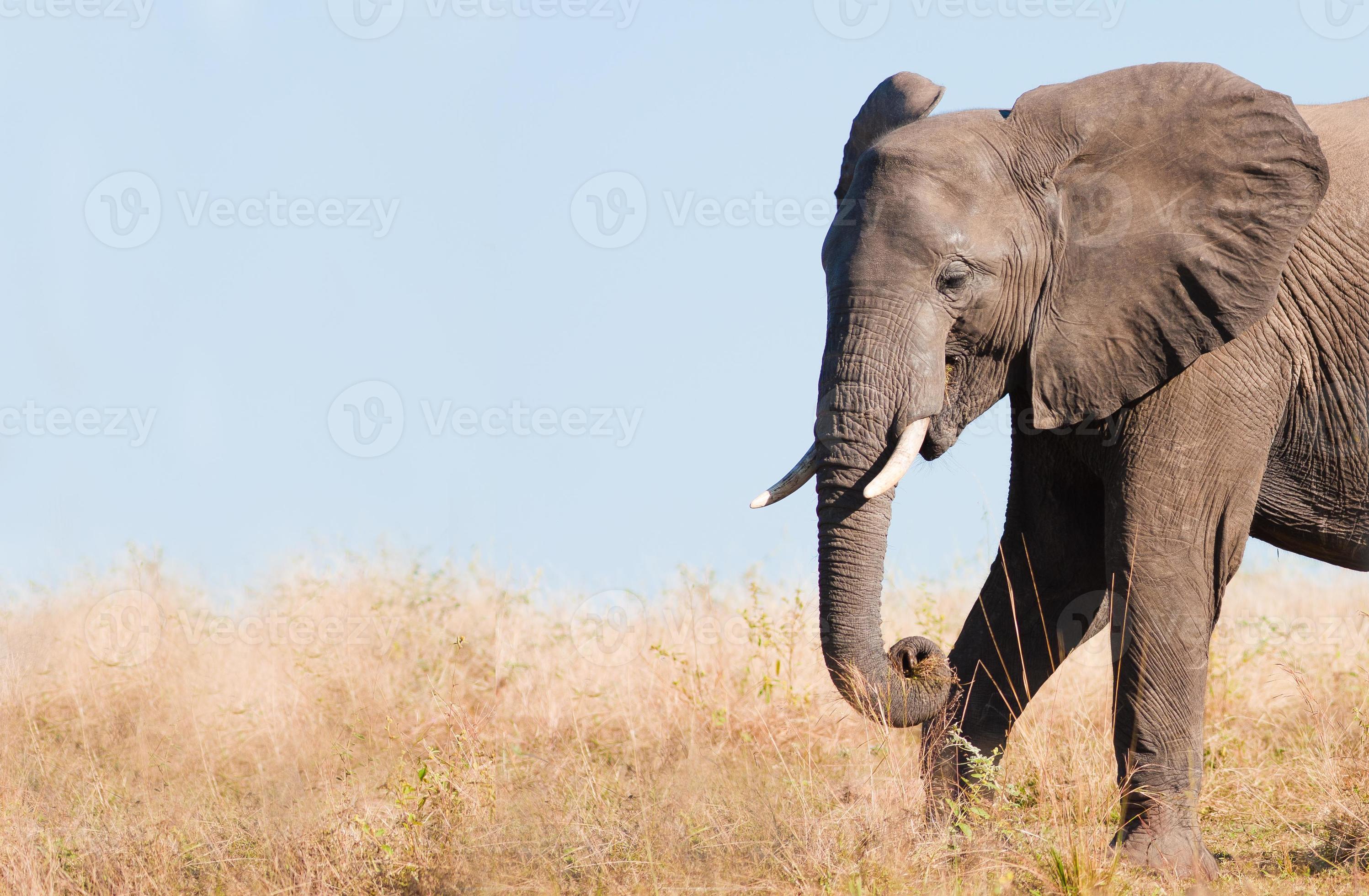 elefante che si alimenta nell'erba foto
