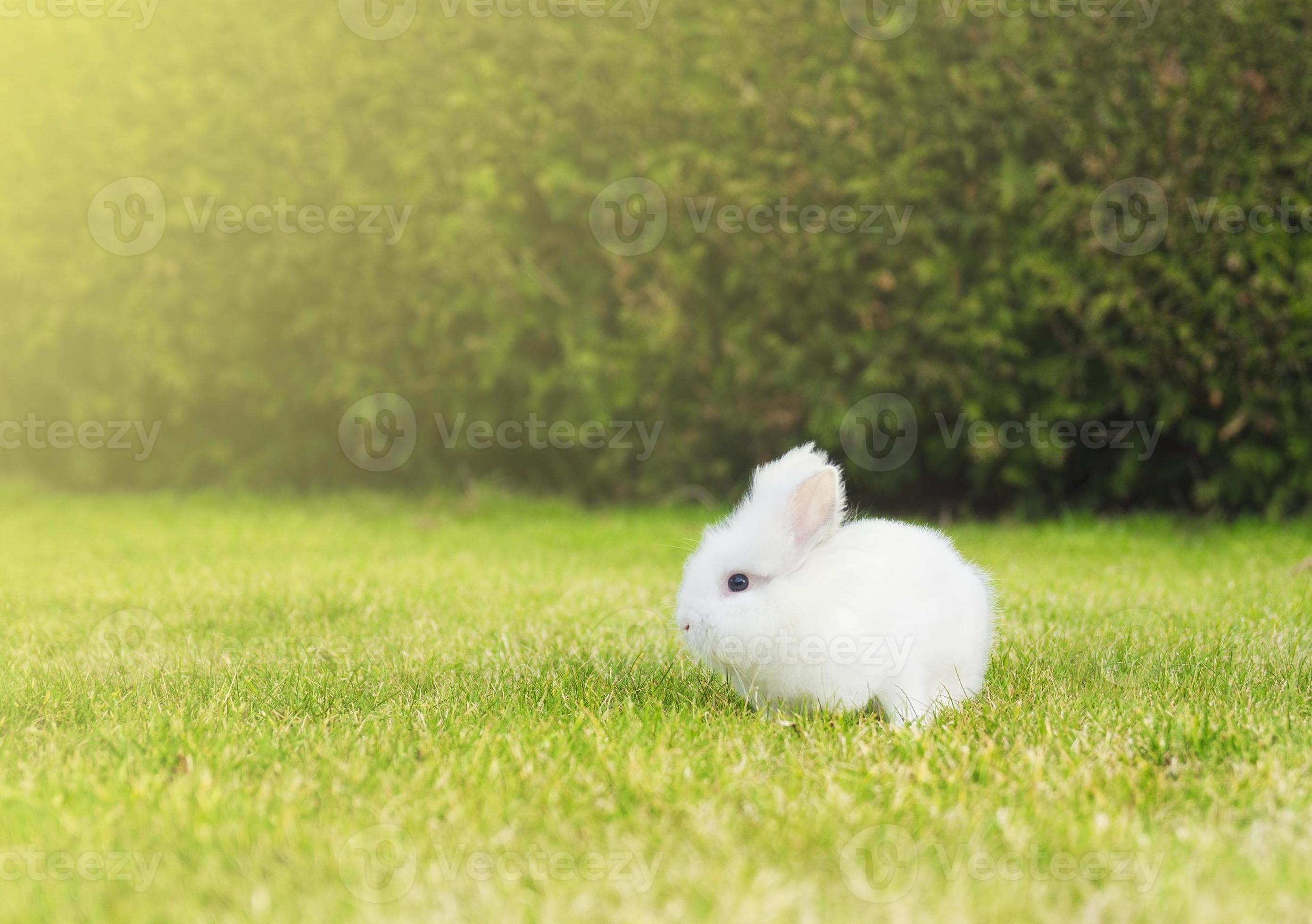 Risultati della ricerca per Jumping rabbit Foto Stock e Immagini (4,254)