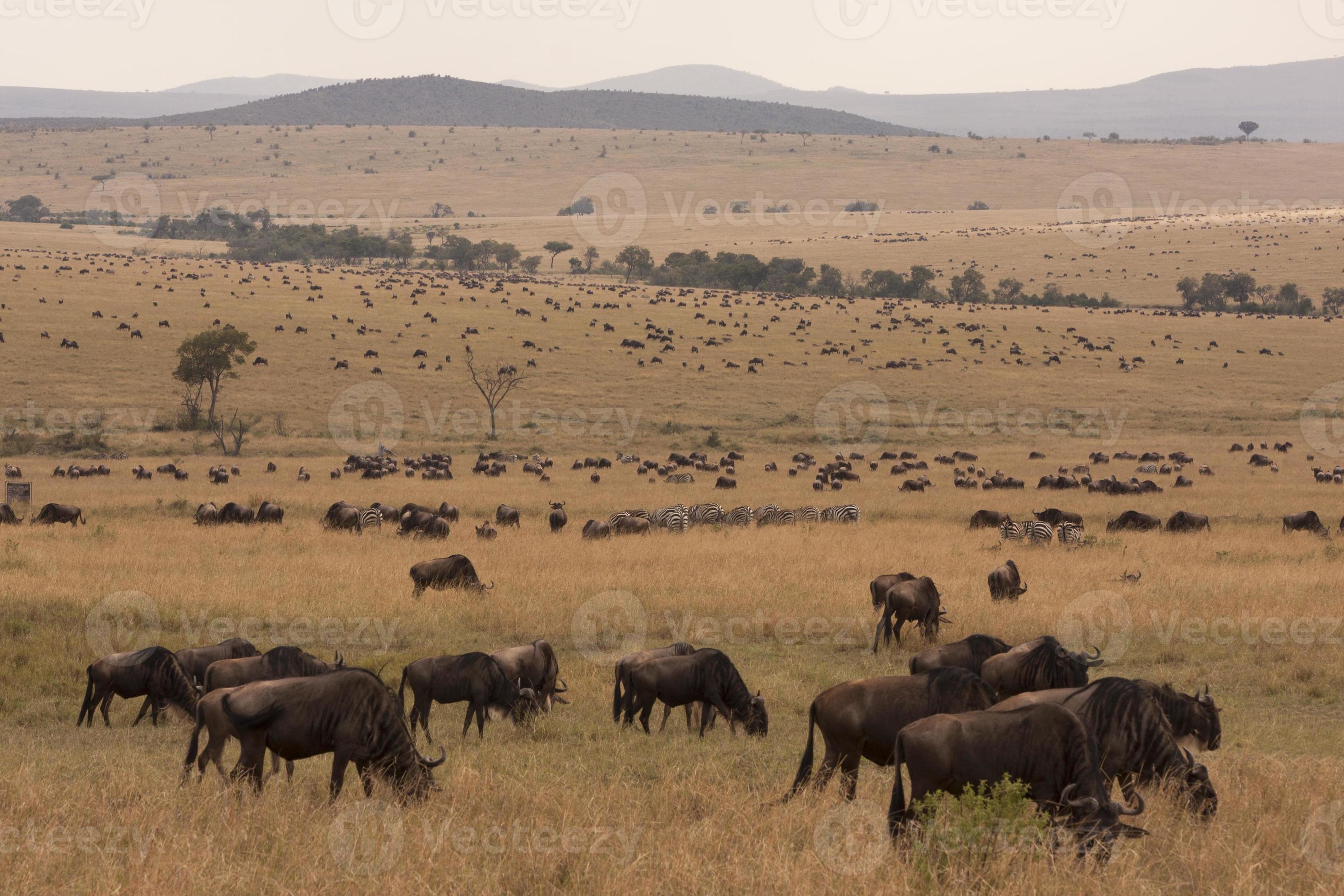 massiccio branco di gnu nella savana del kenya foto