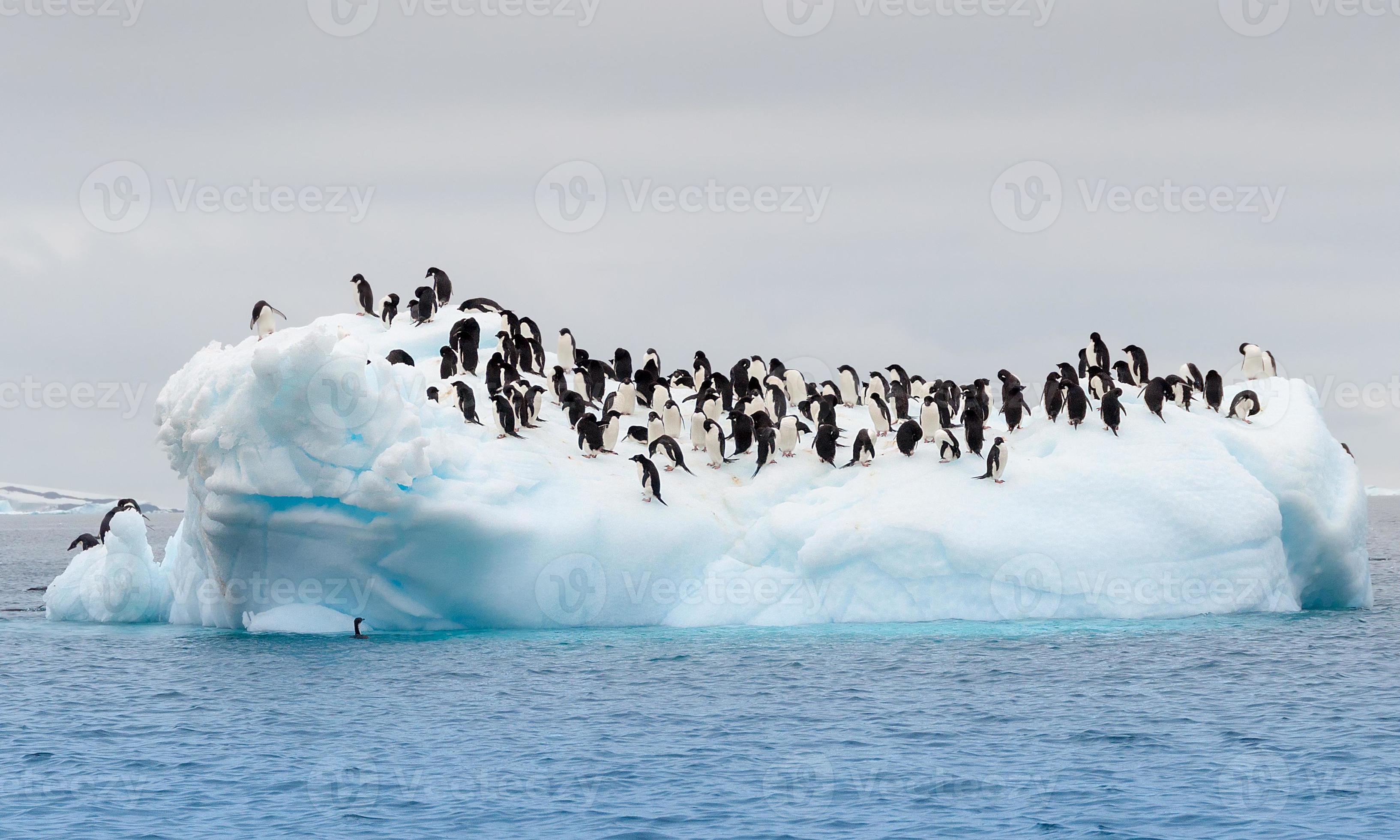 pinguini adulti di adele raggruppati su iceberg foto