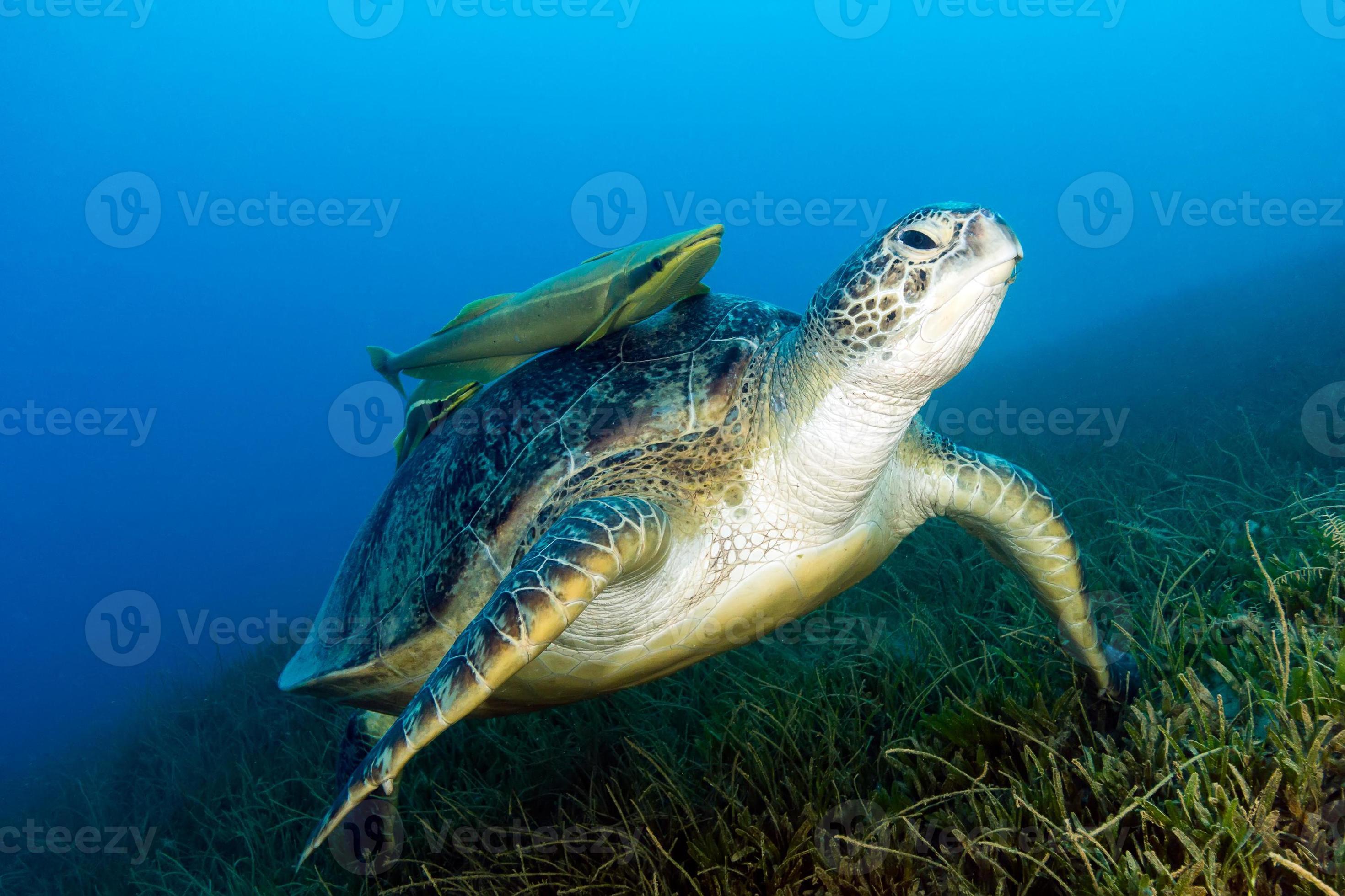 723307-verde-mare-tartaruga-con-attaccati-remora-on-alghe-foto