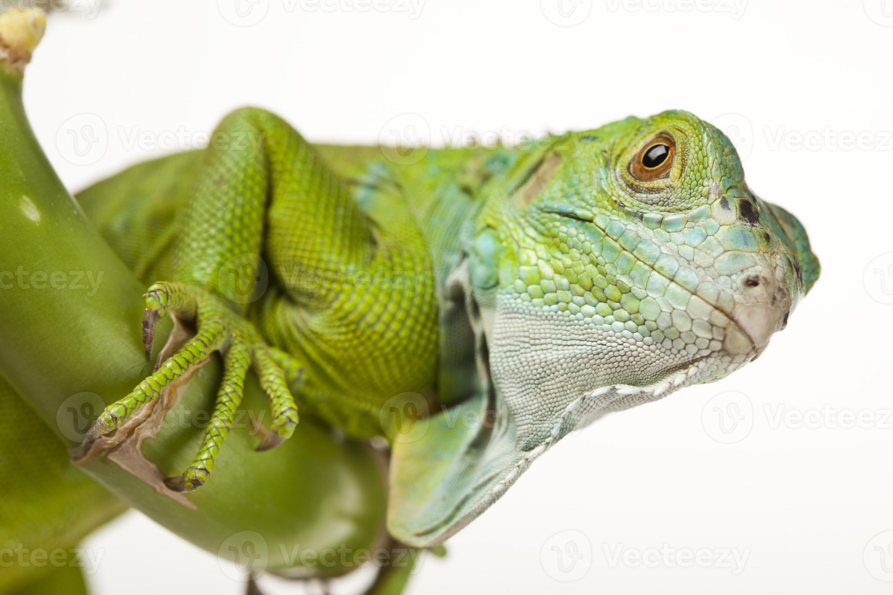 Iguana isolato su sfondo bianco foto
