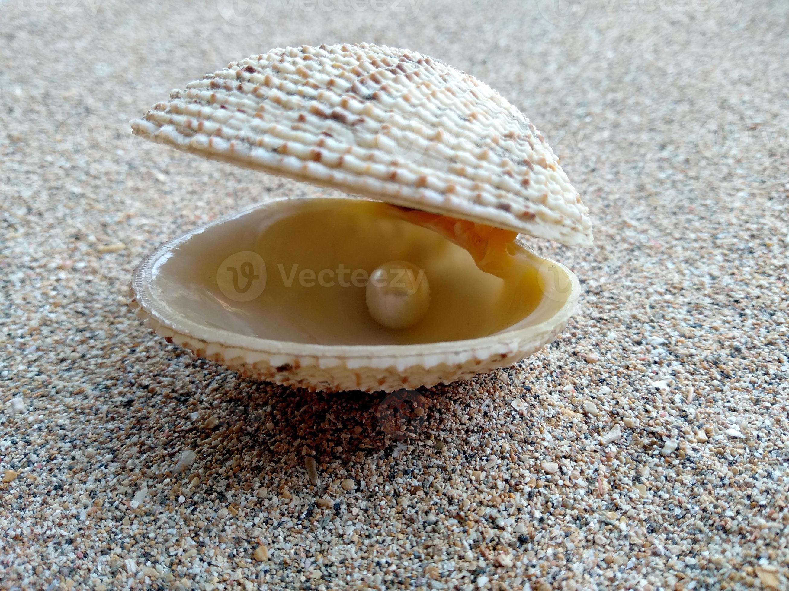 conchiglia con una perla su una spiaggia di sabbia foto