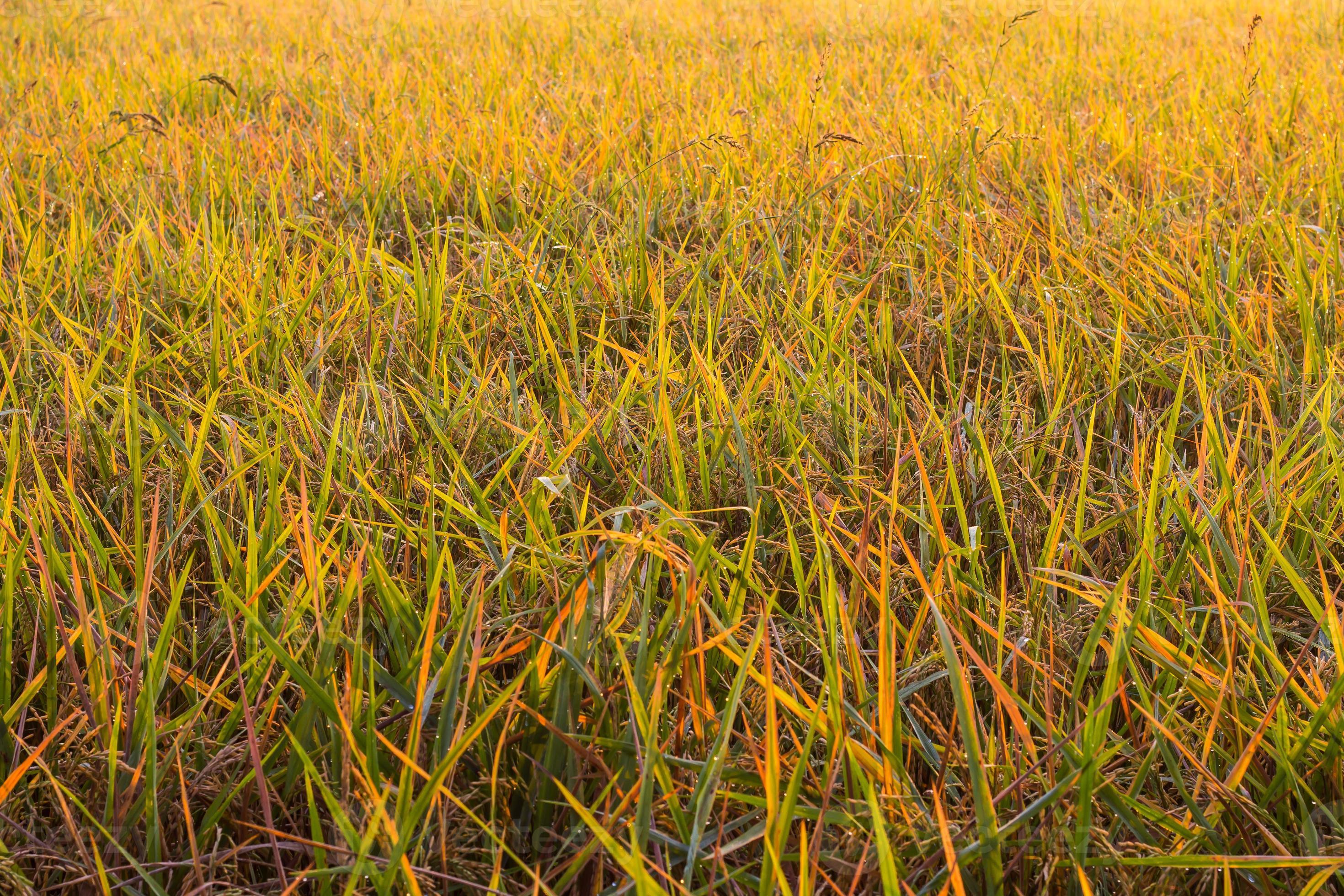 erbacce di foglie di riso gialle. foto