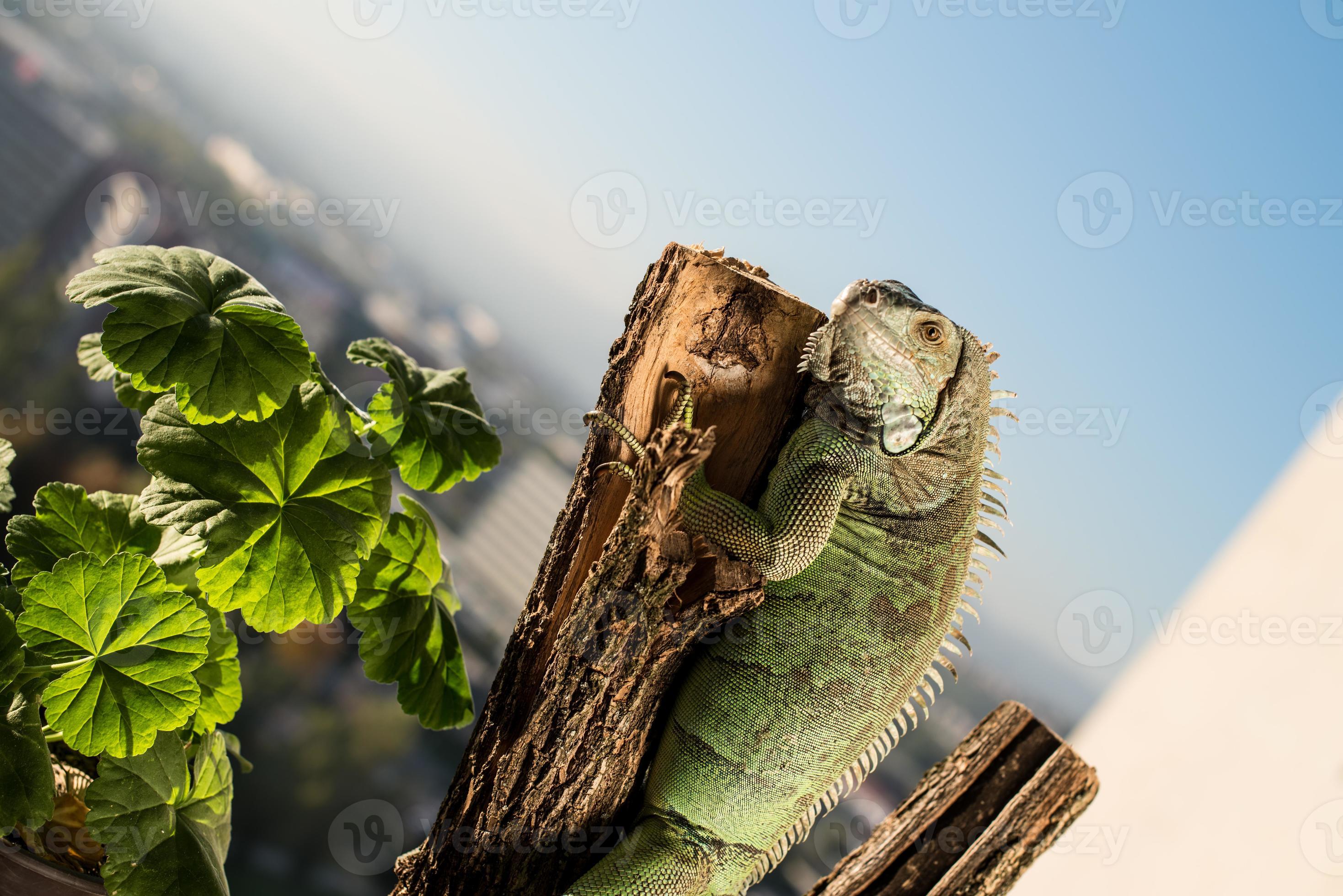Iguana strisciando su un pezzo di legno e in posa foto