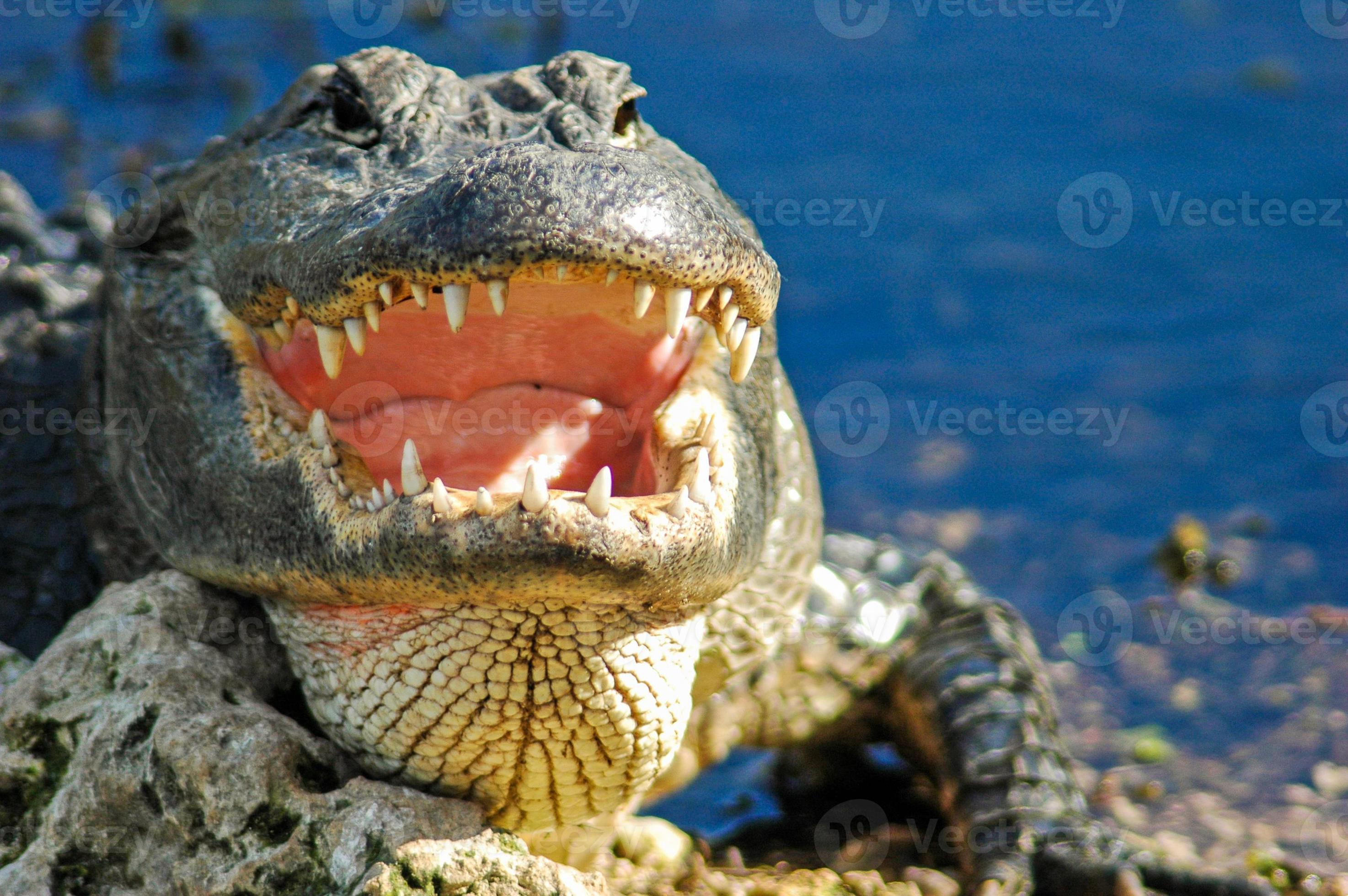 un alligatore con bocca aperta, parco nazionale delle everglades foto