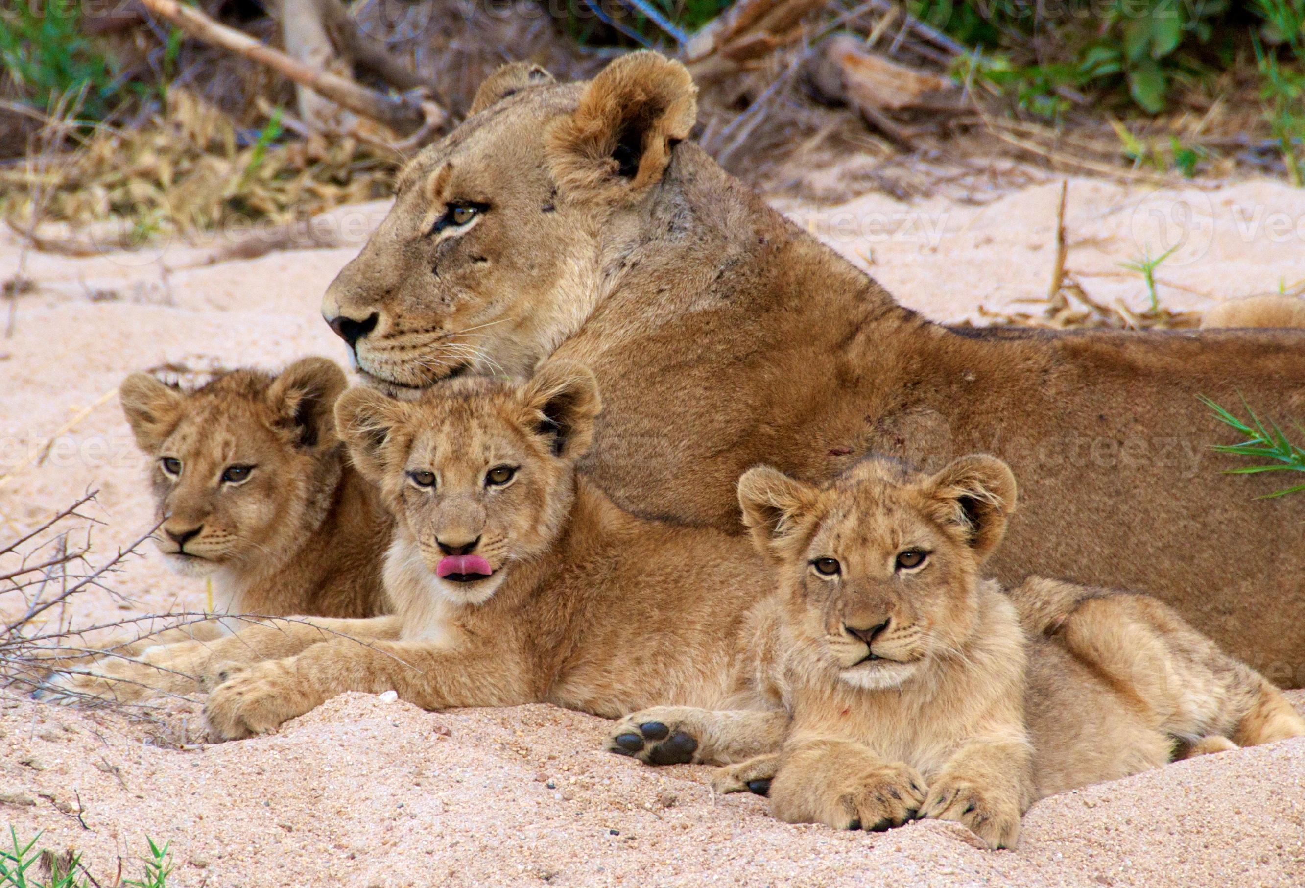 serie e cuccioli # 1 della serie del leone sudafricano foto