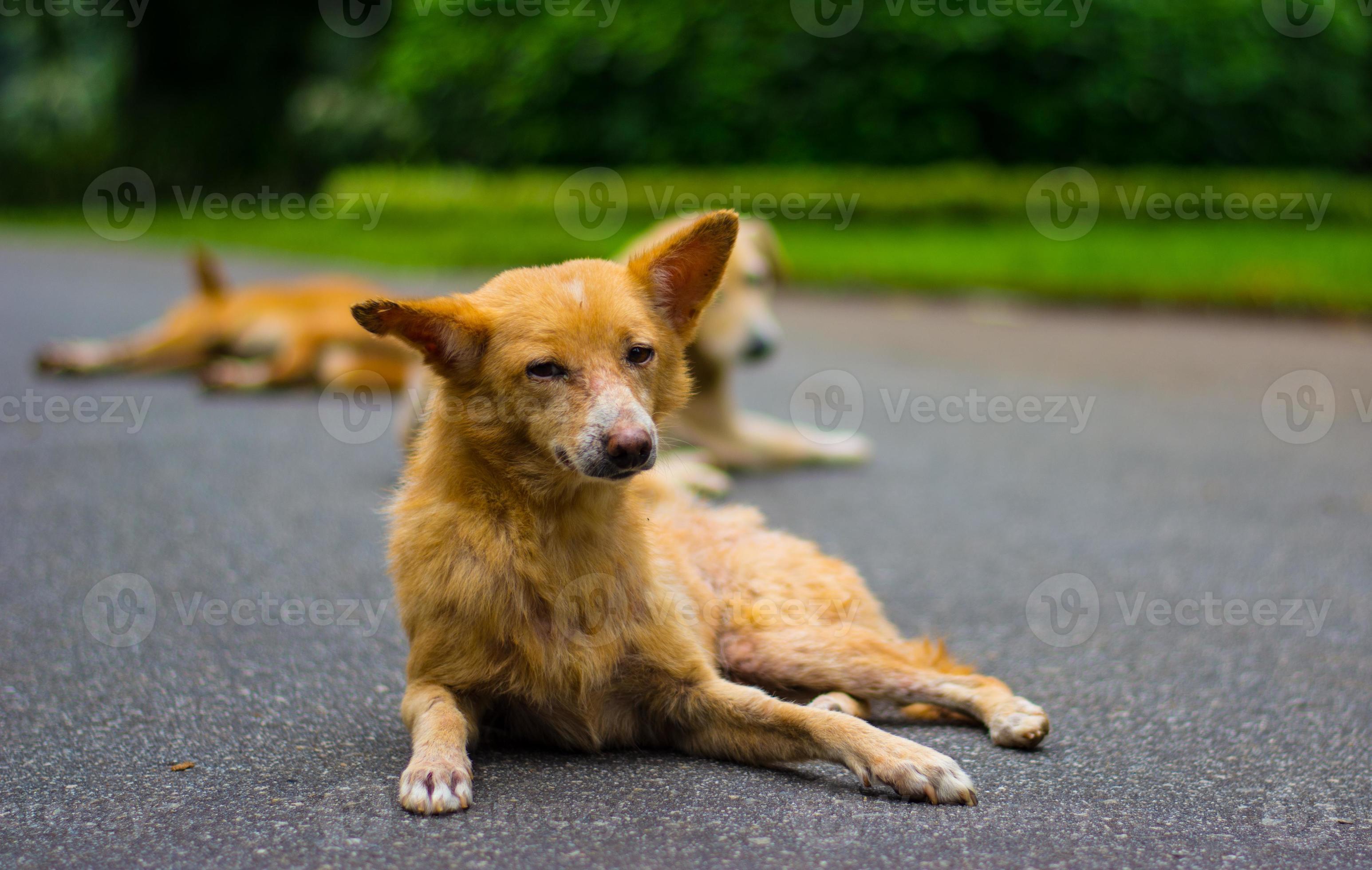 cani per strada foto