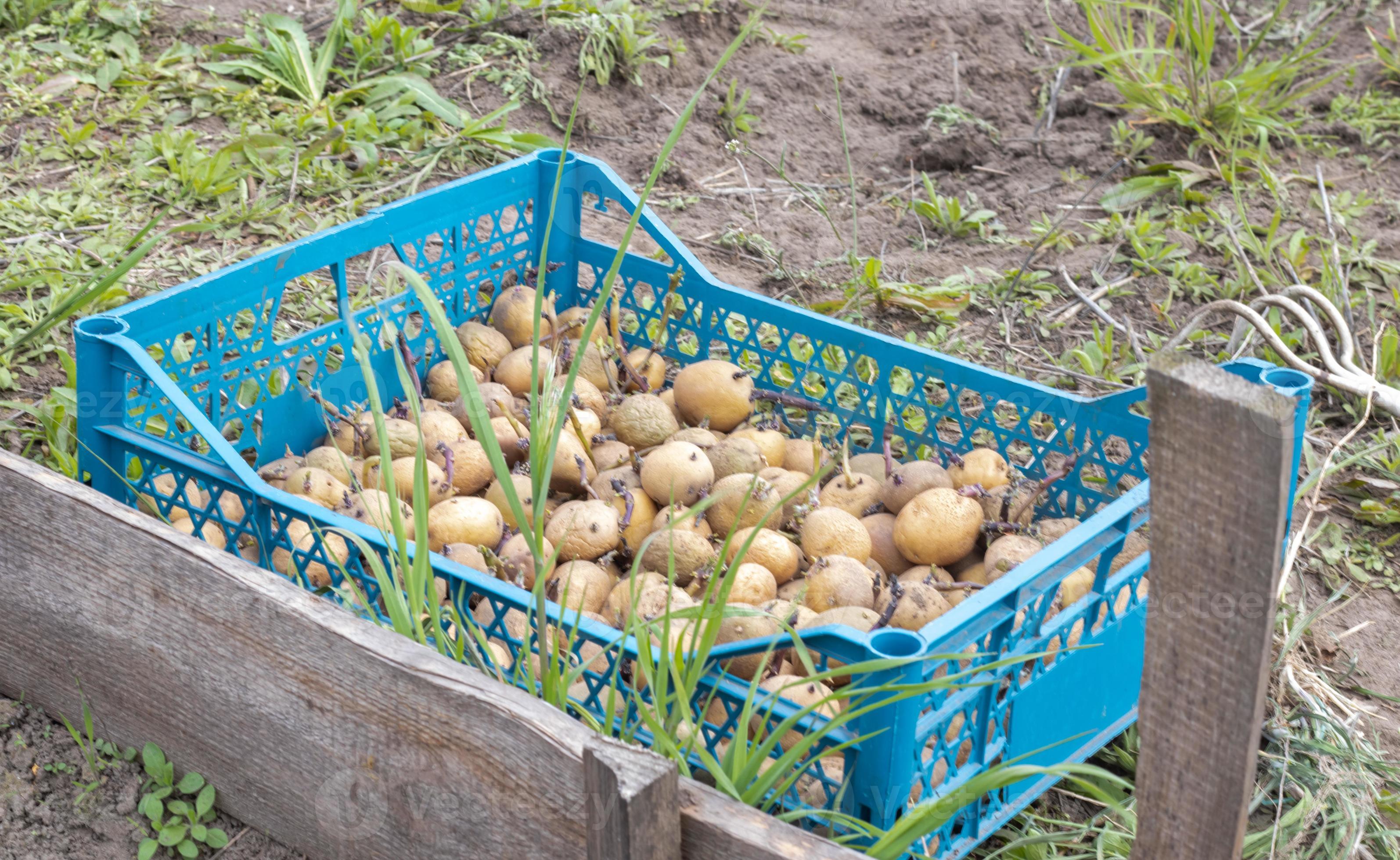 patate da piantare con germogli germogliati in una scatola di plastica.  patate da semi vecchie germogliate. piantine di tuberi di patata. il  concetto di agricoltura e giardinaggio, coltivazione e cura delle verdure.
