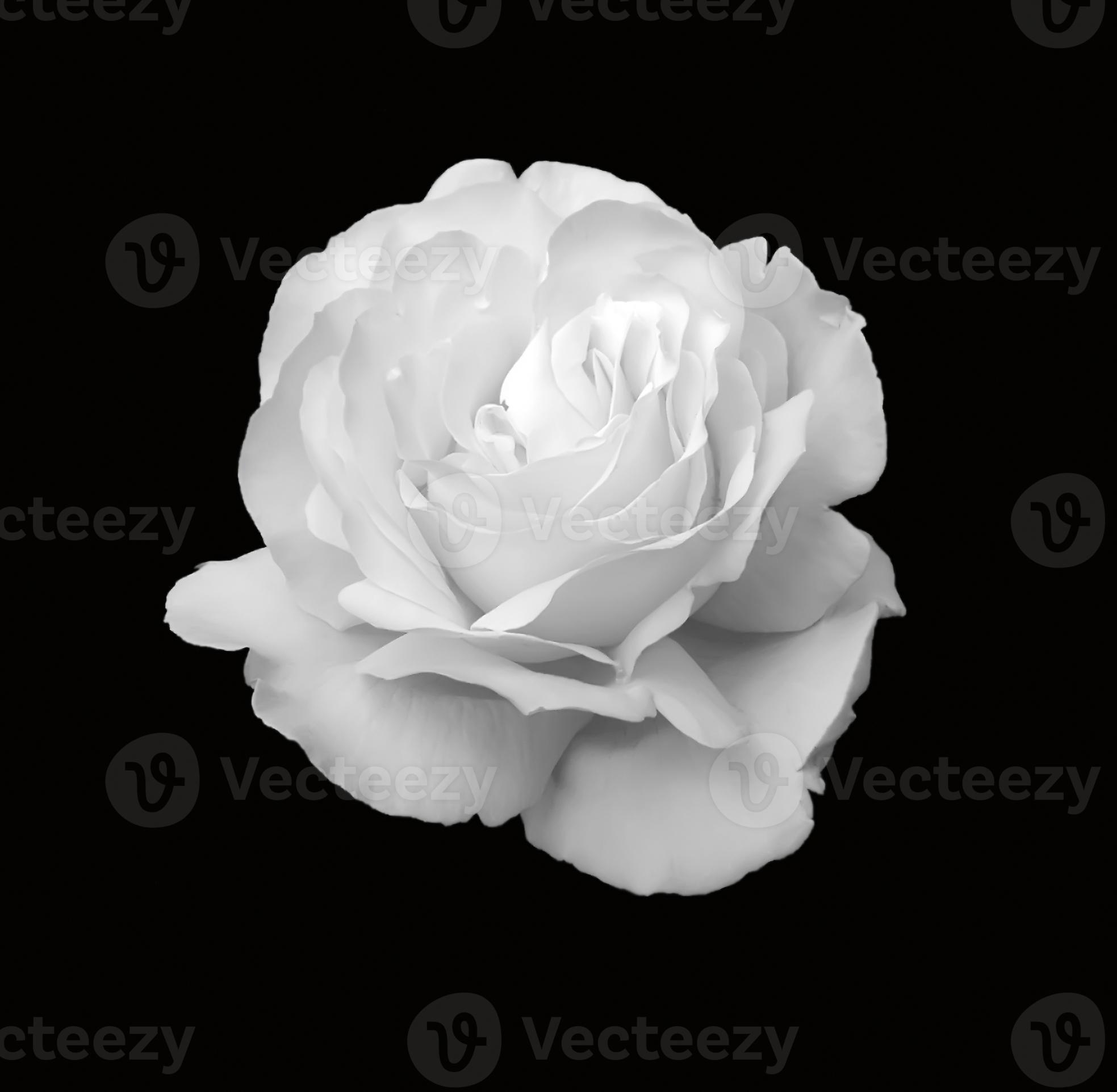 una rosa bianca isolata sul nero foto