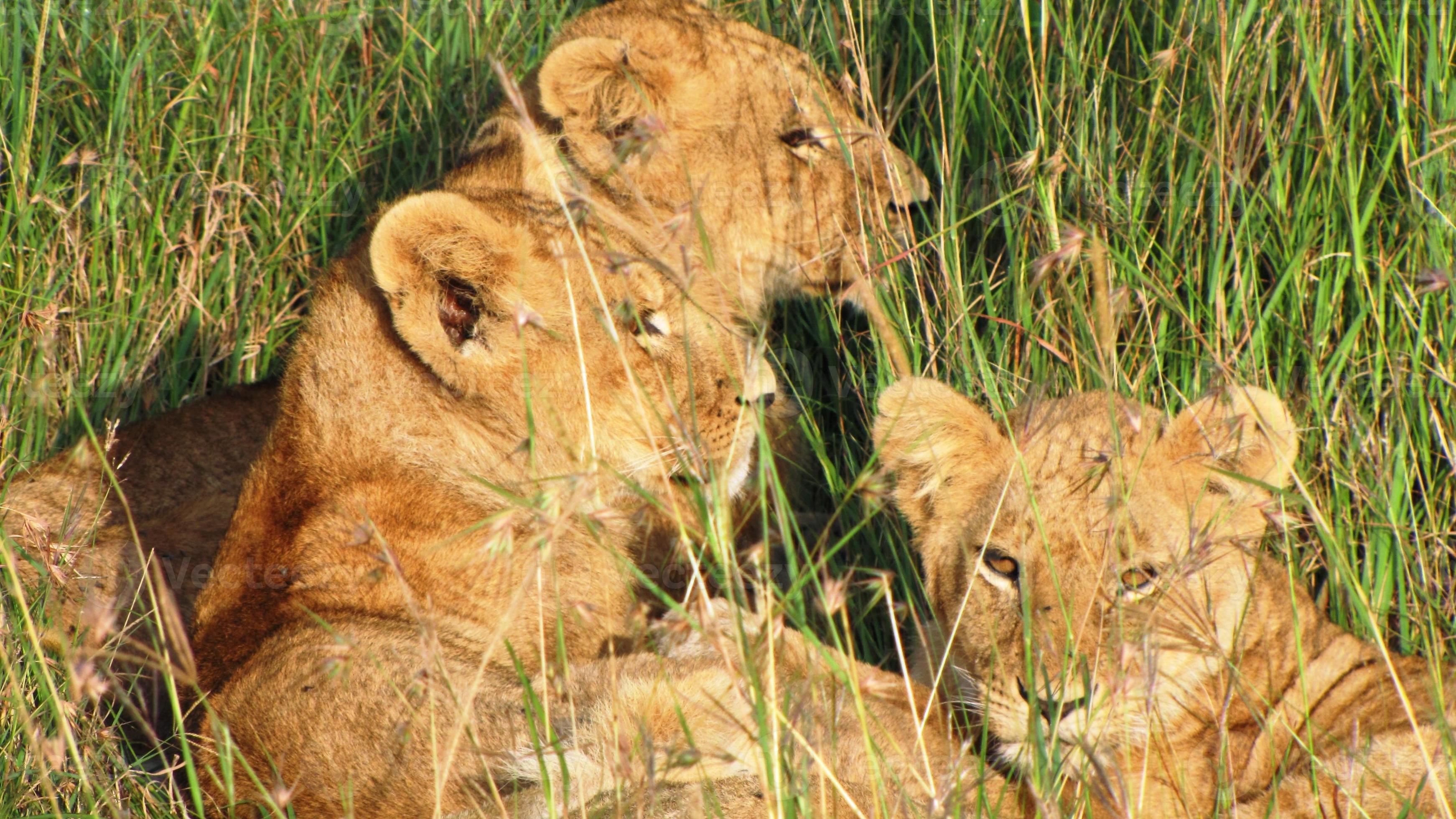leone - savana, riserva nazionale masai mara, kenia foto