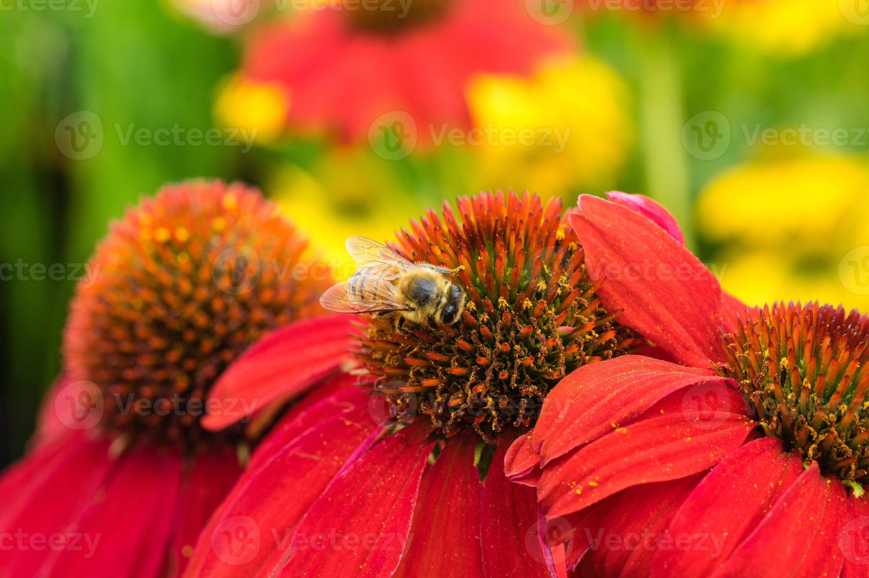 fiori rossi dell'echinacea con un'ape foto