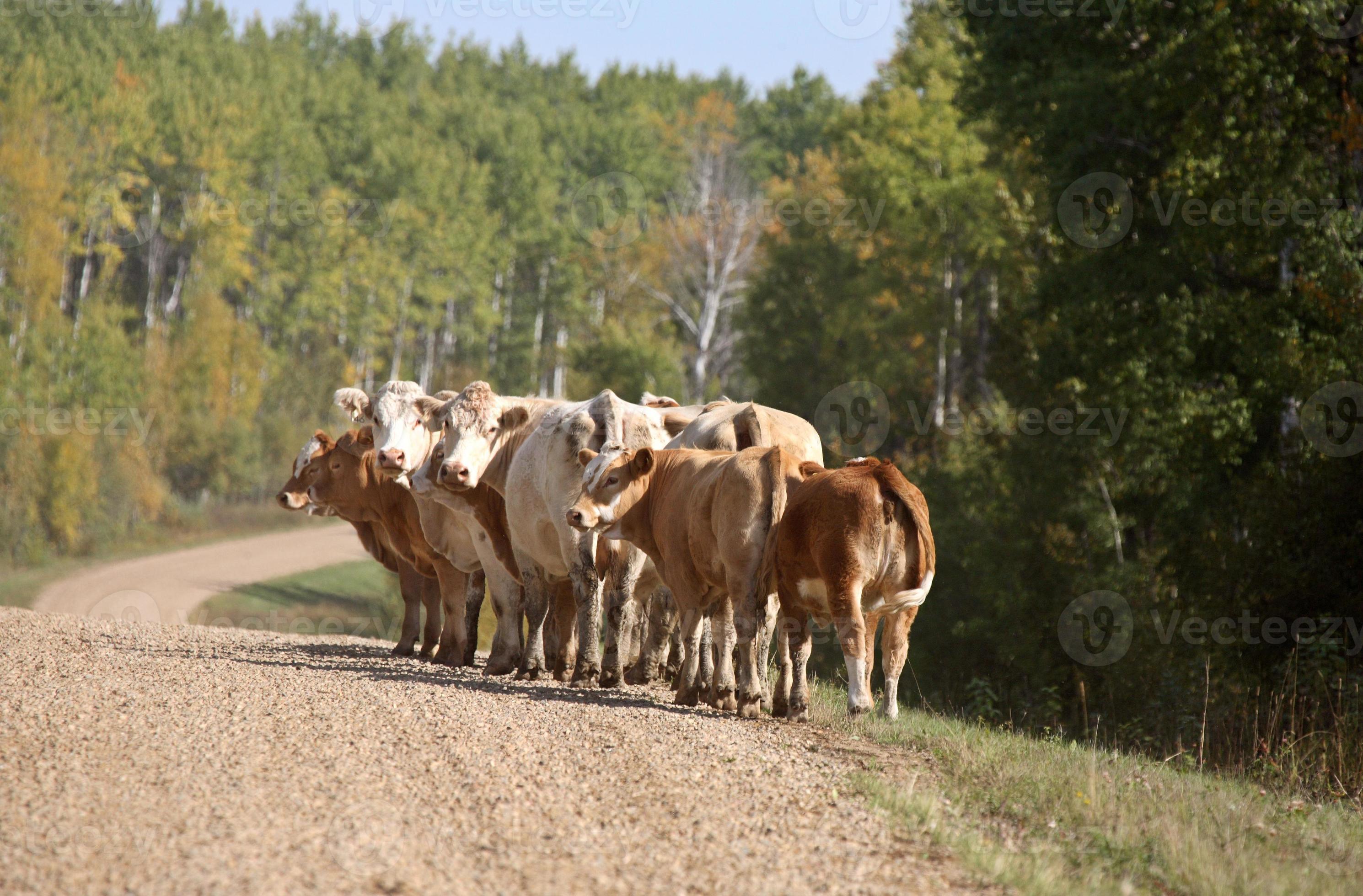 bestiame lungo una strada campestre del saskatchewan foto