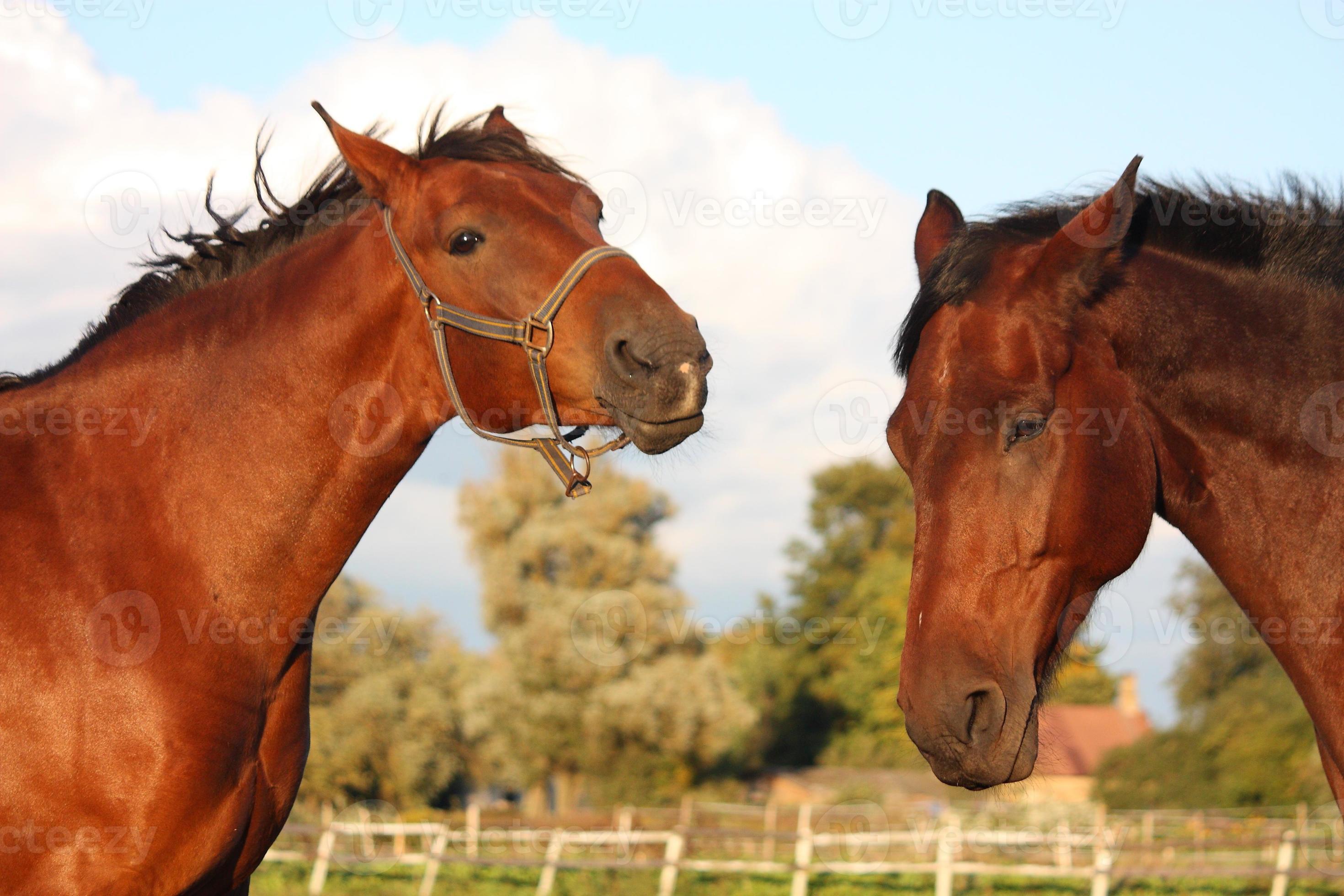 due cavalli che giocano l'uno con l'altro foto