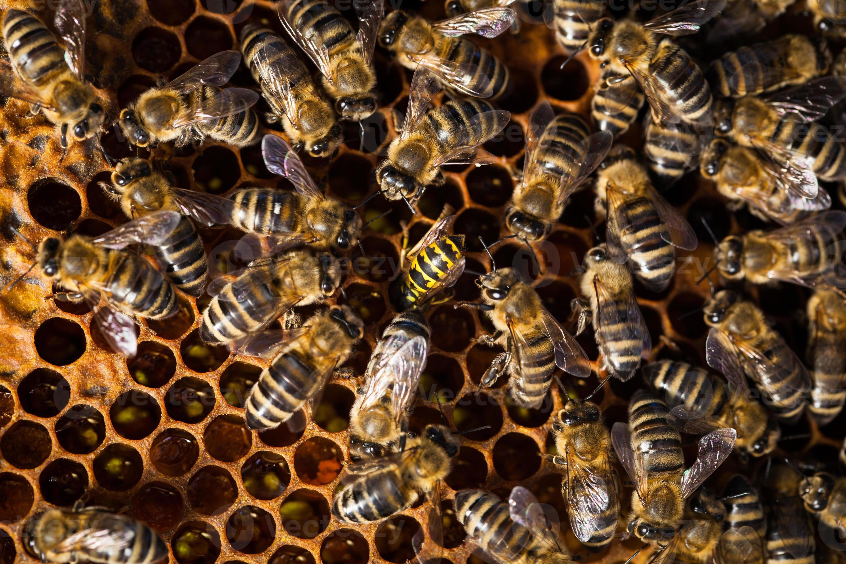 colpo a macroistruzione delle api che sciamano su un favo foto