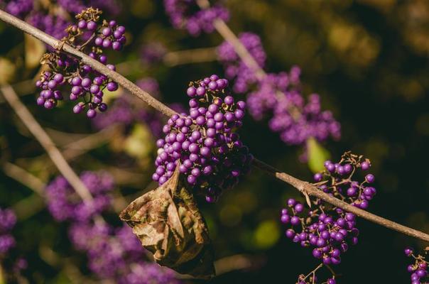 Primo Piano Di Fiori Viola A Grappolo 1264076 Foto D Archivio