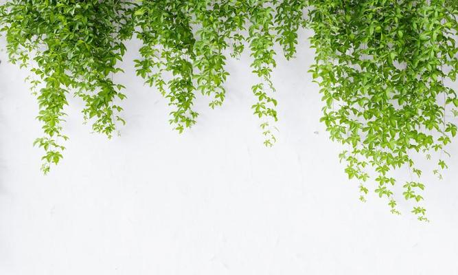 virginia vite rampicante su sfondo bianco muro di cemento con