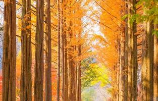 bellissimi pini in autunno sull'isola di nami, corea del sud foto