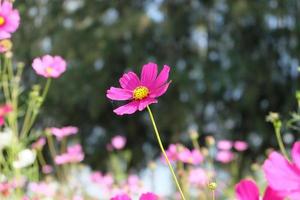 fiore rosa cosmo fiore sul campo. bella crescita e fiori sul prato che sbocciano al mattino, messa a fuoco selettiva della natura su sfondo bokeh, stile vintage foto