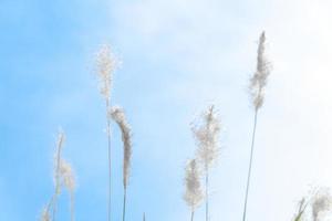 bellissimo fiore di erba bianca sullo sfondo della natura del cielo blu foto