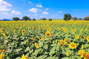 campo di girasole in fiore con cielo blu nuvoloso foto