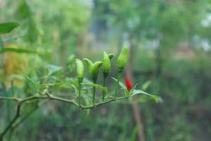 pianta in crescita di peperoncini piccanti. pianta di peperoncino rosso e verde foto