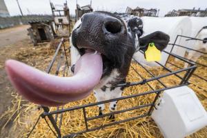 il vitello divertente mostra la lingua rosa. allevamento di mucche. vitello bianco nero guarda la telecamera con interesse. stalla foto