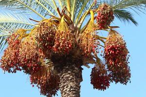 ricco raccolto di datteri sulle palme nel parco cittadino. foto