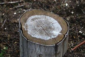 vecchio ceppo marcio nel parco cittadino. foto