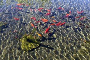 uno stormo di piccoli pesci rossi in un lago d'acqua dolce. foto