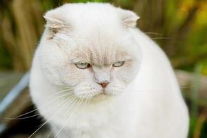 divertente ritratto di gattino bianco domestico dai capelli corti su sfondo verde cortile. gatto britannico che cammina all'aperto in giardino il giorno d'estate. concetto di salute e animali per la cura degli animali domestici. foto