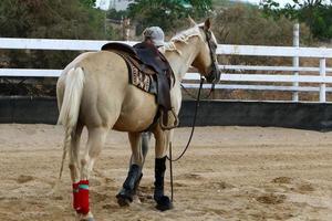 cavallo alla stalla in Israele. foto