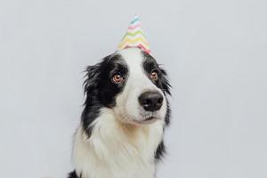 concetto di festa di buon compleanno. divertente simpatico cucciolo di cane border collie che indossa un cappello sciocco di compleanno isolato su sfondo bianco. cane da compagnia il giorno del compleanno. foto