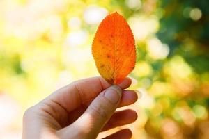 primo piano autunno naturale vista donna mani che tengono foglia arancione rossa su sfondo scuro del parco. carta da parati ispiratrice di ottobre o settembre. concetto di cambio di stagione. foto