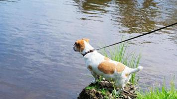 cane giocoso al guinzaglio che cerca un pesce in uno stagno. vista posteriore di piccolo cane vicino a un'acqua. camminare con un animale domestico, viaggi locali estivi foto