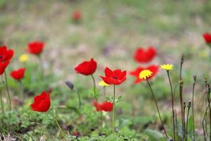 gli anemoni rossi fioriscono in una radura della foresta. foto