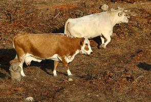 le mucche pascolano in una radura della foresta nel nord di Israele foto