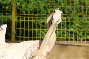 il pellicano bianco vive in uno zoo in Israele. foto