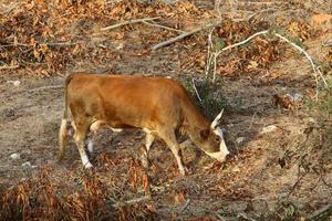 le mucche pascolano in una radura della foresta nel nord di Israele foto