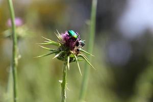 una pianta di cardo spinoso in una radura della foresta nel nord di Israele. foto