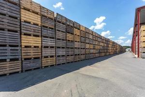 file di casse di legno scatole e pallet per frutta e verdura in magazzino. magazzino di produzione. industria vegetale foto