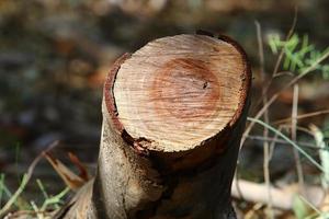 trama di legno e corteccia d'albero. foto