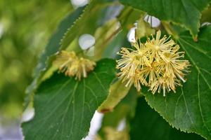 rametto di tiglio in fiore sullo sfondo del paesaggio primaverile. foto