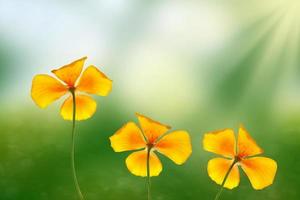 bellissimi fiori colorati eschscholzia sullo sfondo del paesaggio estivo. foto