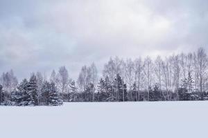 foresta invernale ghiacciata con alberi innevati. foto