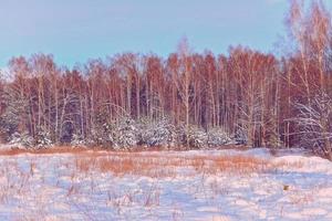 foresta nel gelo. paesaggio invernale. alberi innevati. foto