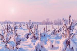 foresta nel gelo. paesaggio invernale. alberi innevati. foto