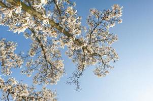 magnifici fiori di magnolia in primavera